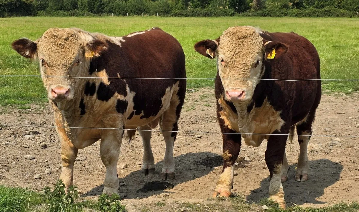 Pedigree Hereford Bulls for Sale - Image 1