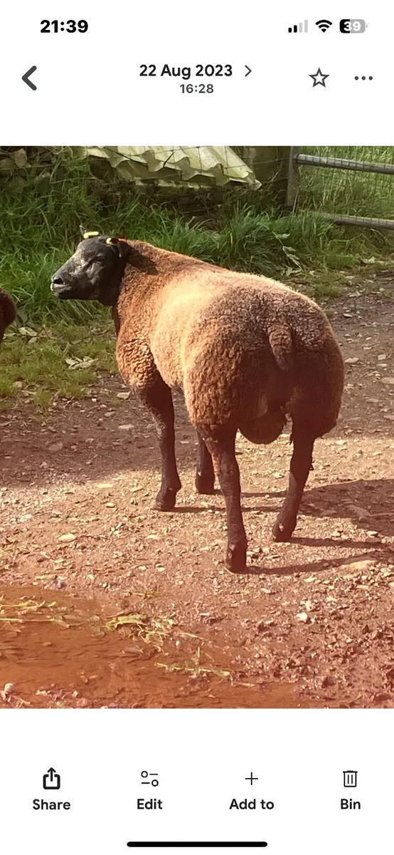 Blue Texel ram - Image 3
