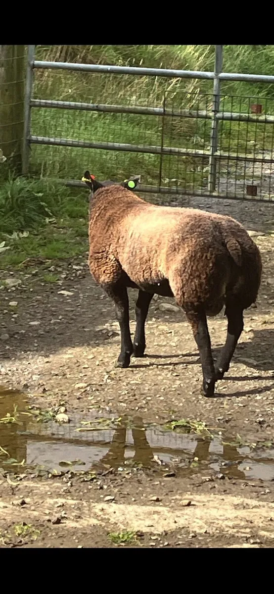 Blue Texel ram - Image 4
