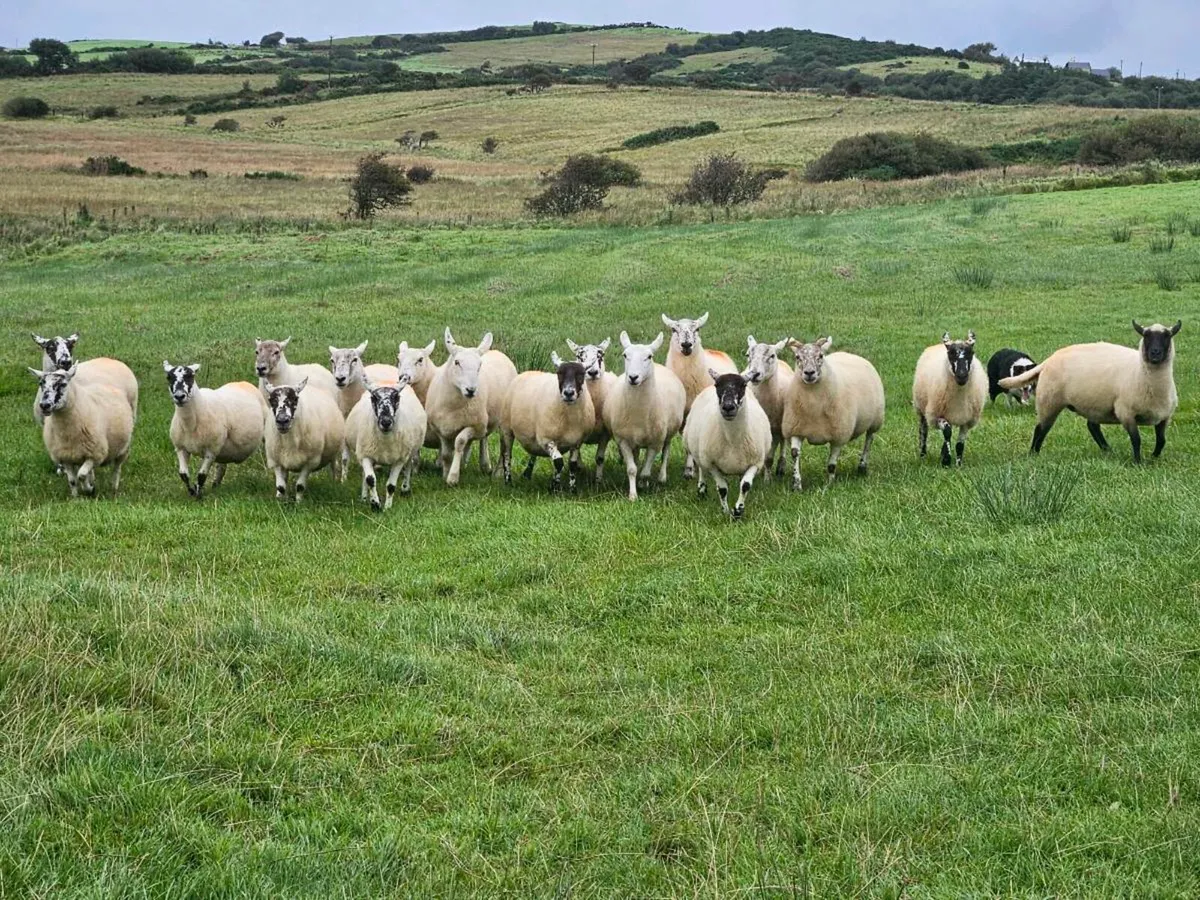 Ewes in Organic conversion - Image 1