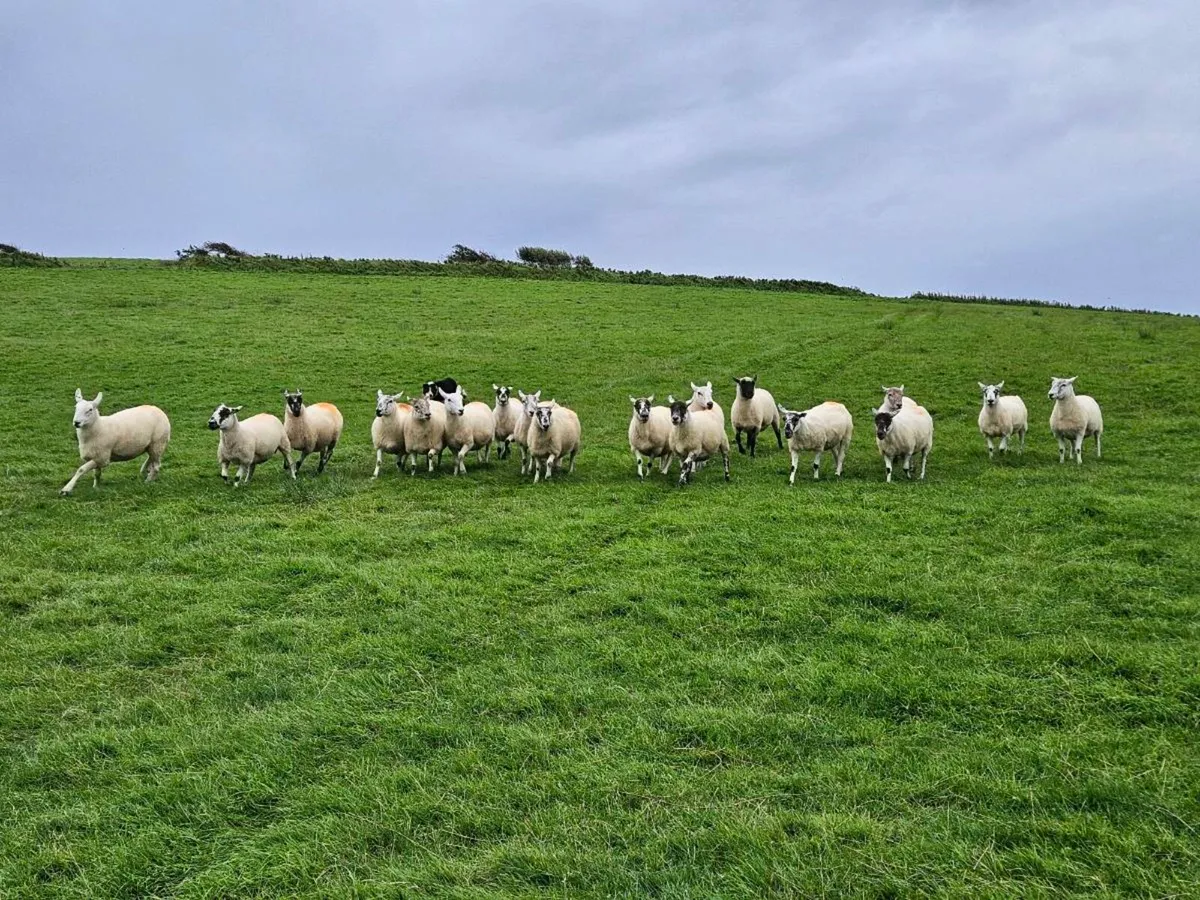 Ewes in Organic conversion - Image 2