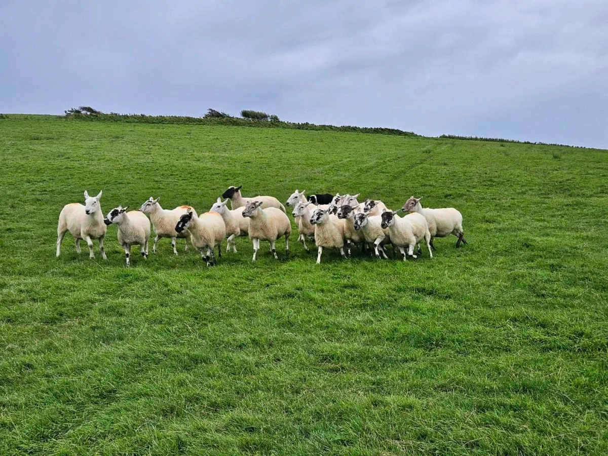 Ewes in Organic conversion - Image 3