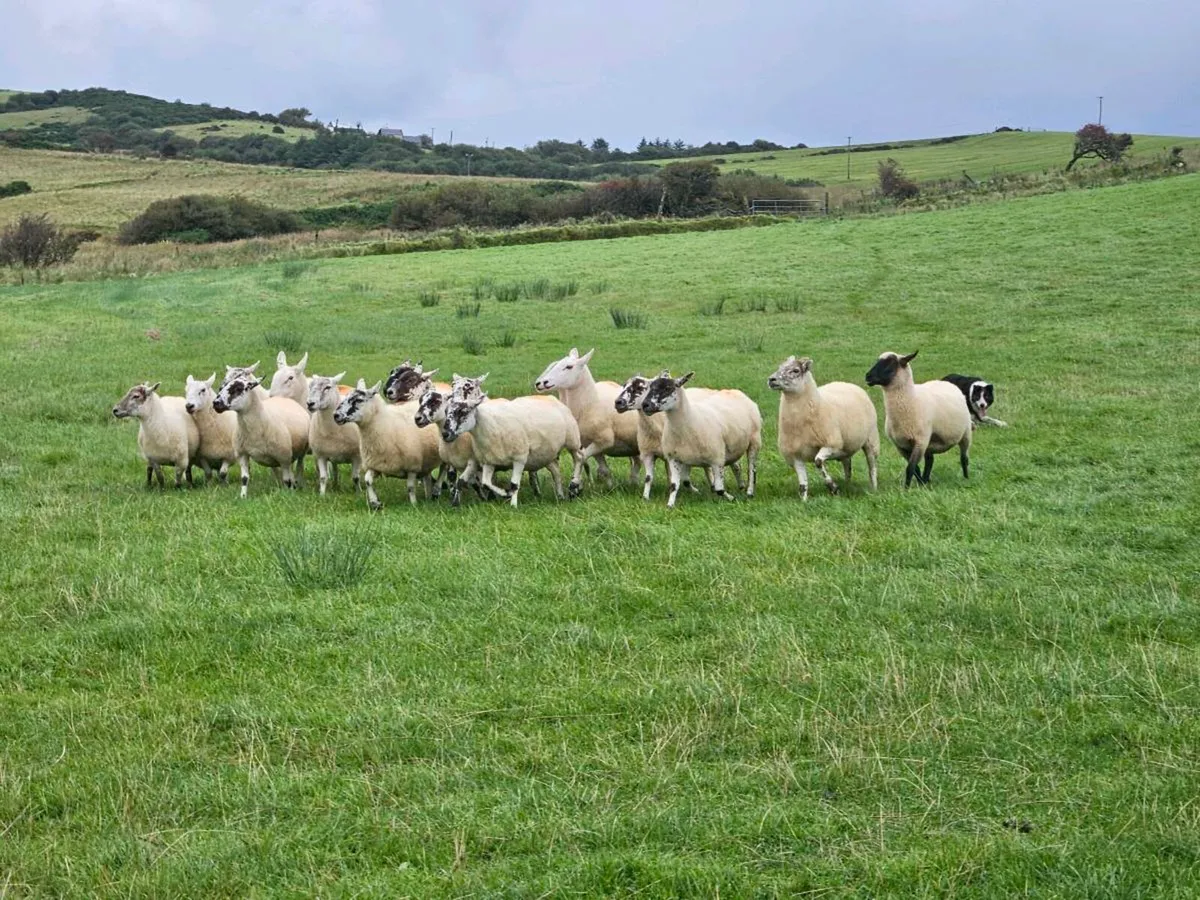 Ewes in Organic conversion - Image 4