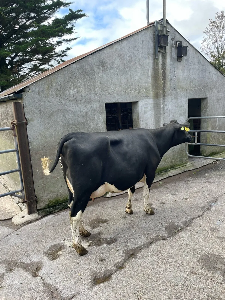 Freshly calved heifers and cows - Image 2