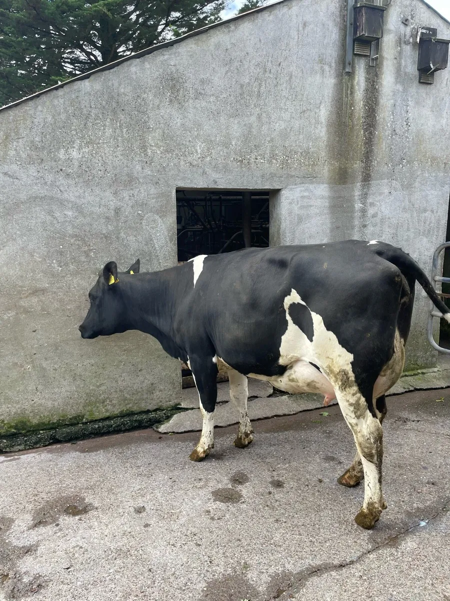 Freshly calved heifers and cows - Image 3