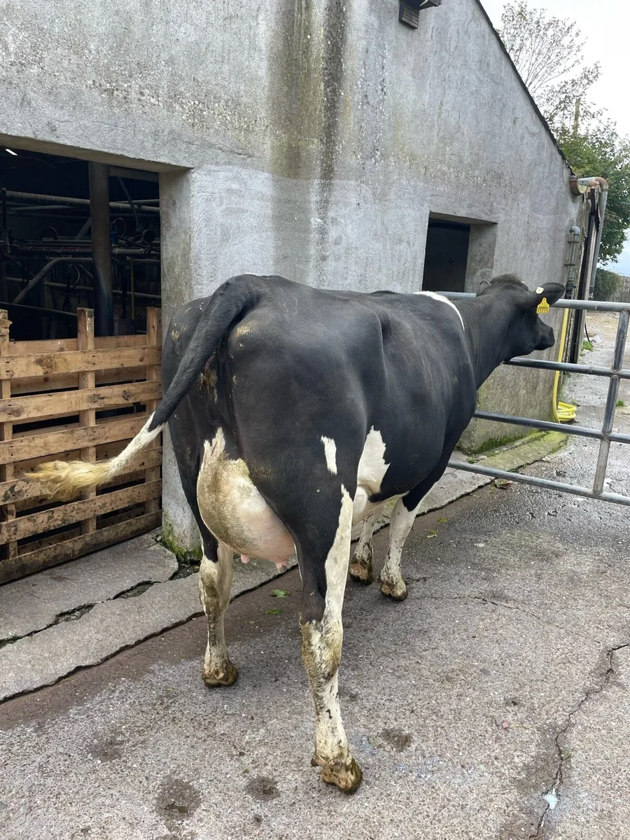 Freshly calved heifers and cows - Image 4