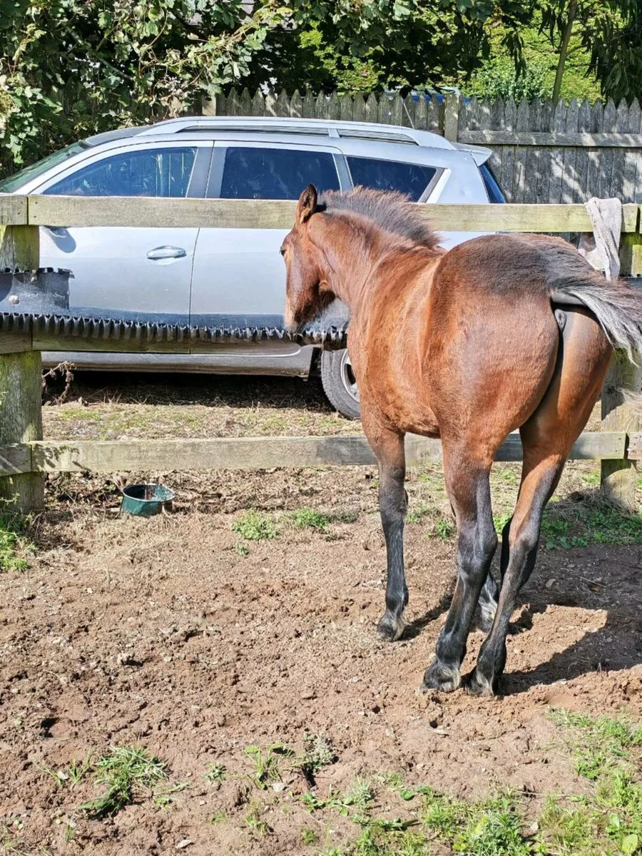 Stallion Prospect – Connemara Colt Foal (HWSD N/ - Image 4