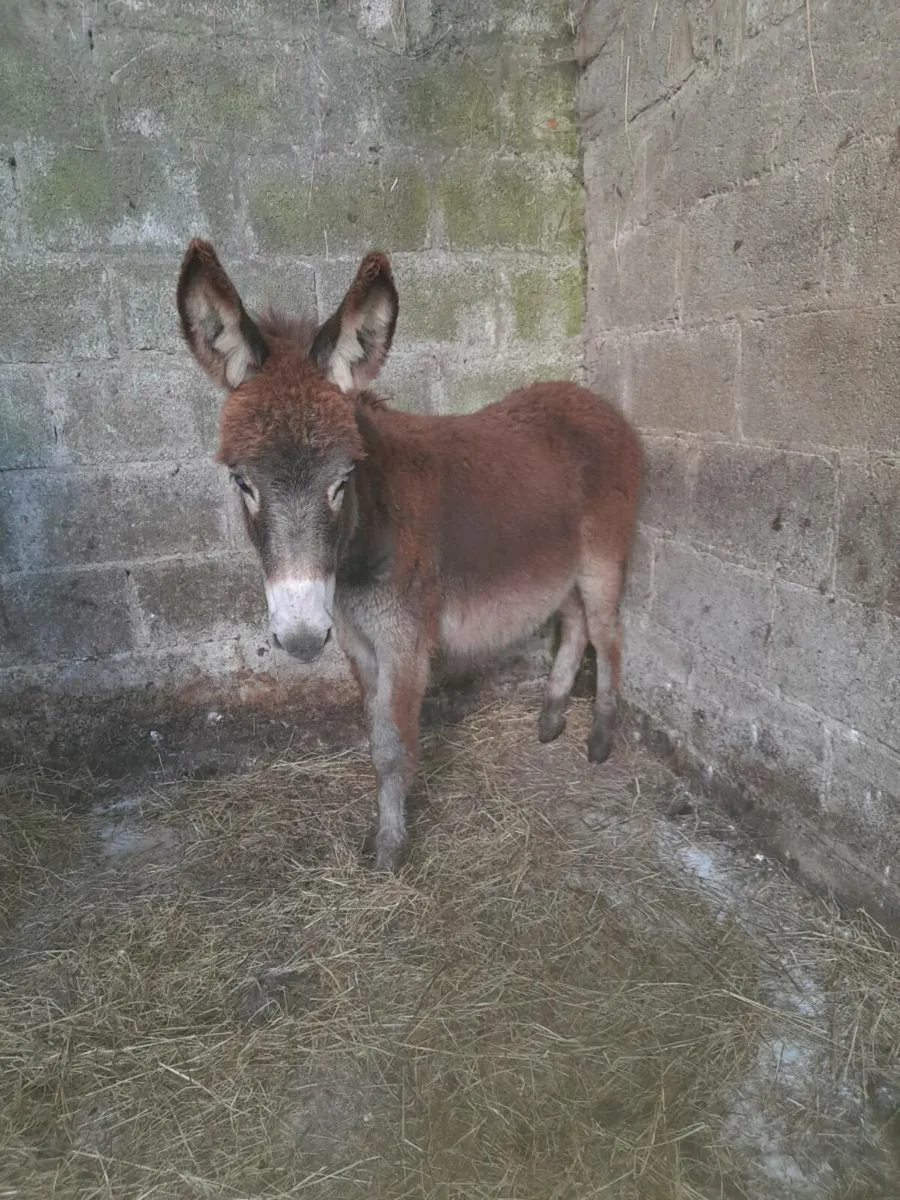 Filly donkey - Image 1