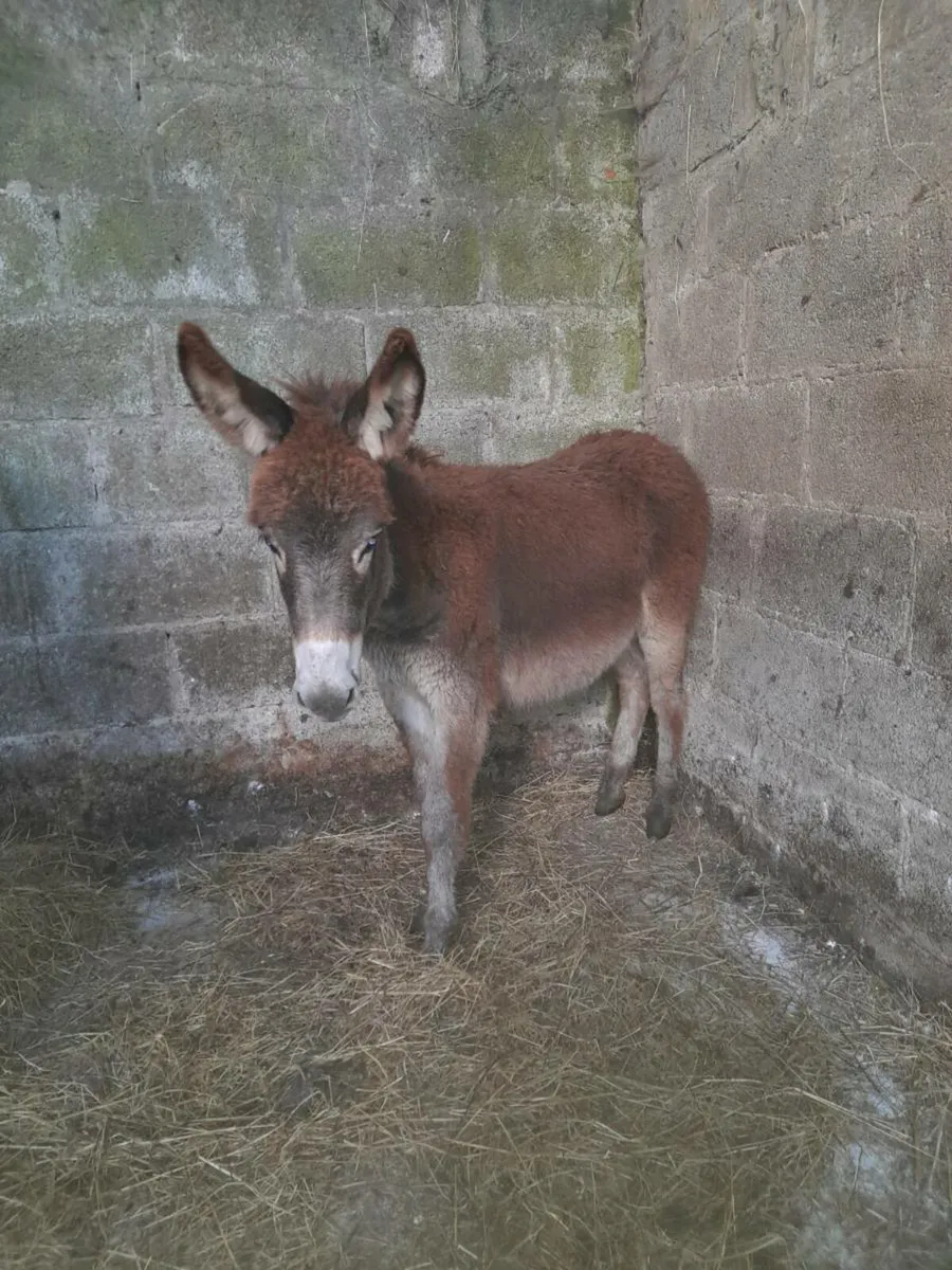 Filly donkey - Image 2