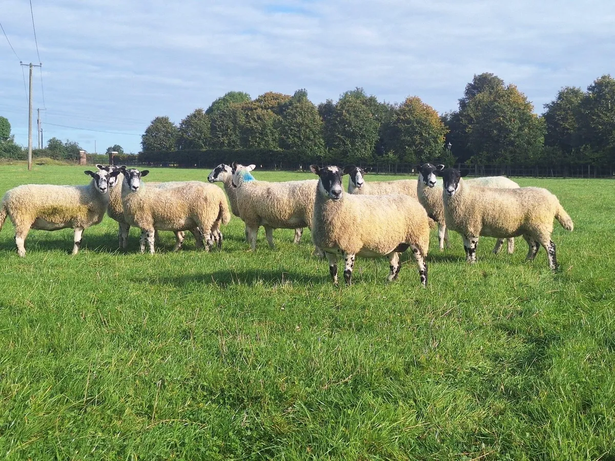 Mule Hoggets - Image 1