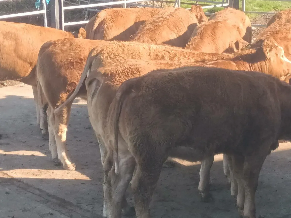 10 Super U Grade  Red Limousin Heifer's for sale - Image 2