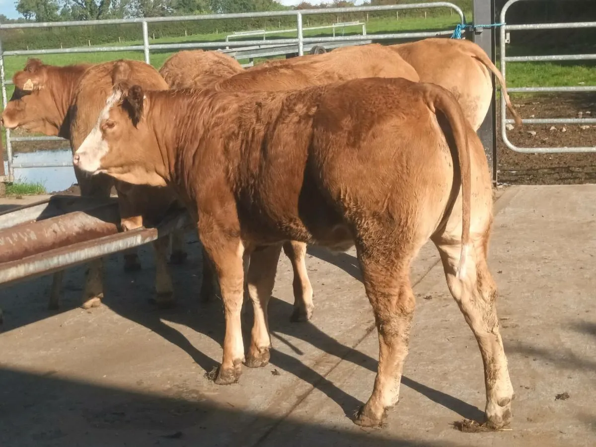 10 Super U Grade  Red Limousin Heifer's for sale - Image 1