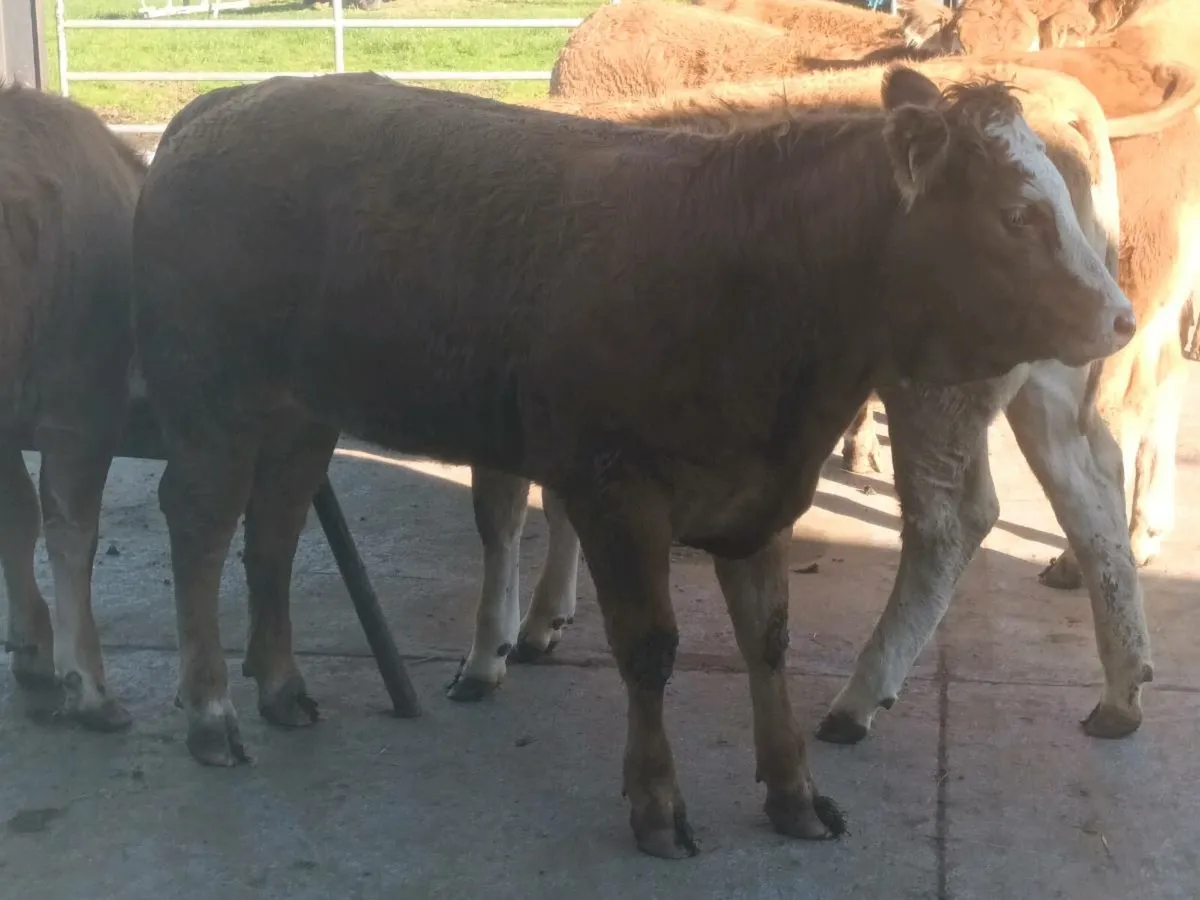 10 Super U Grade  Red Limousin Heifer's for sale - Image 4