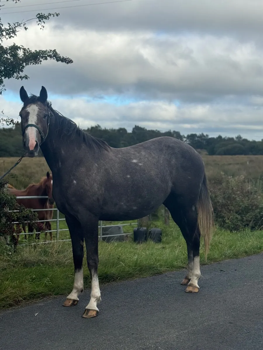 3 year old SHS SocoBlue - Image 1