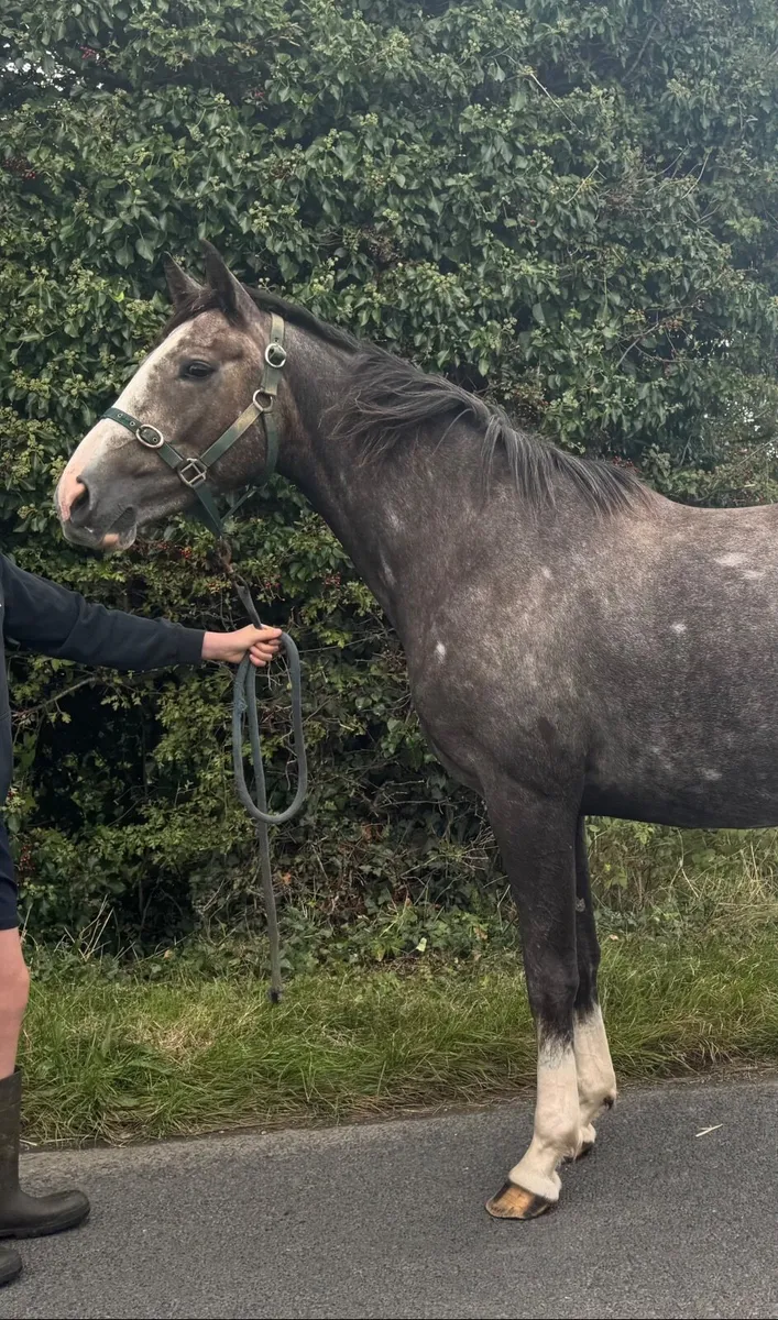 3 year old SHS SocoBlue - Image 2