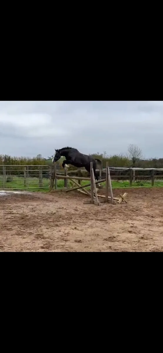 3 year old SHS SocoBlue - Image 3