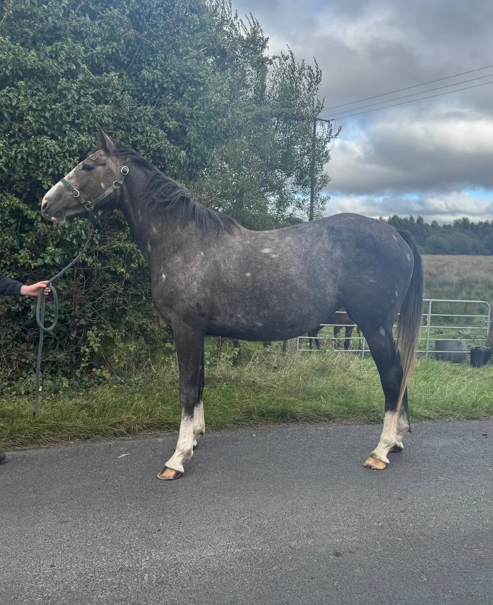 3 year old SHS SocoBlue - Image 4