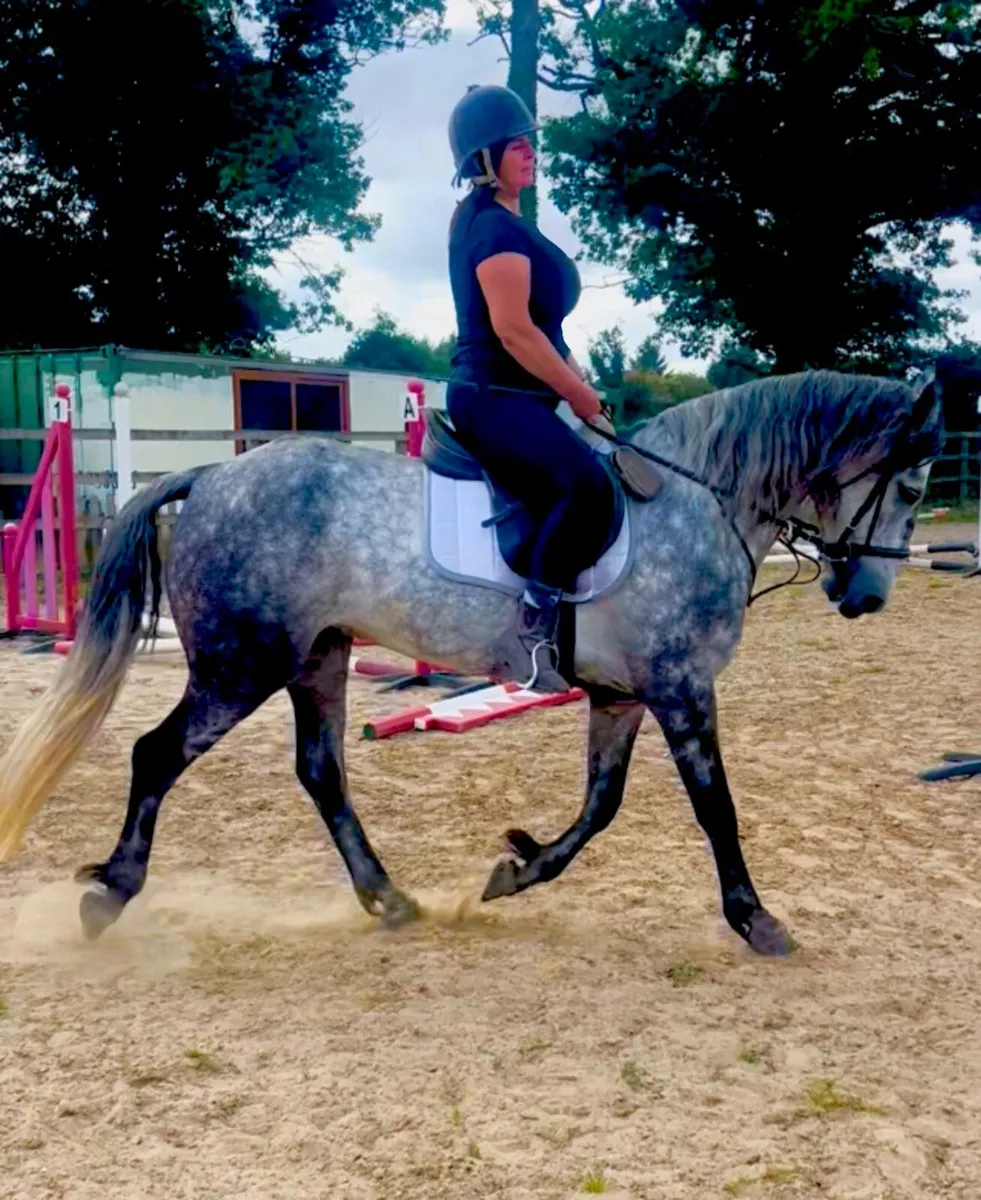 15.2 overheight 6yo Connemara gelding super talent - Image 1