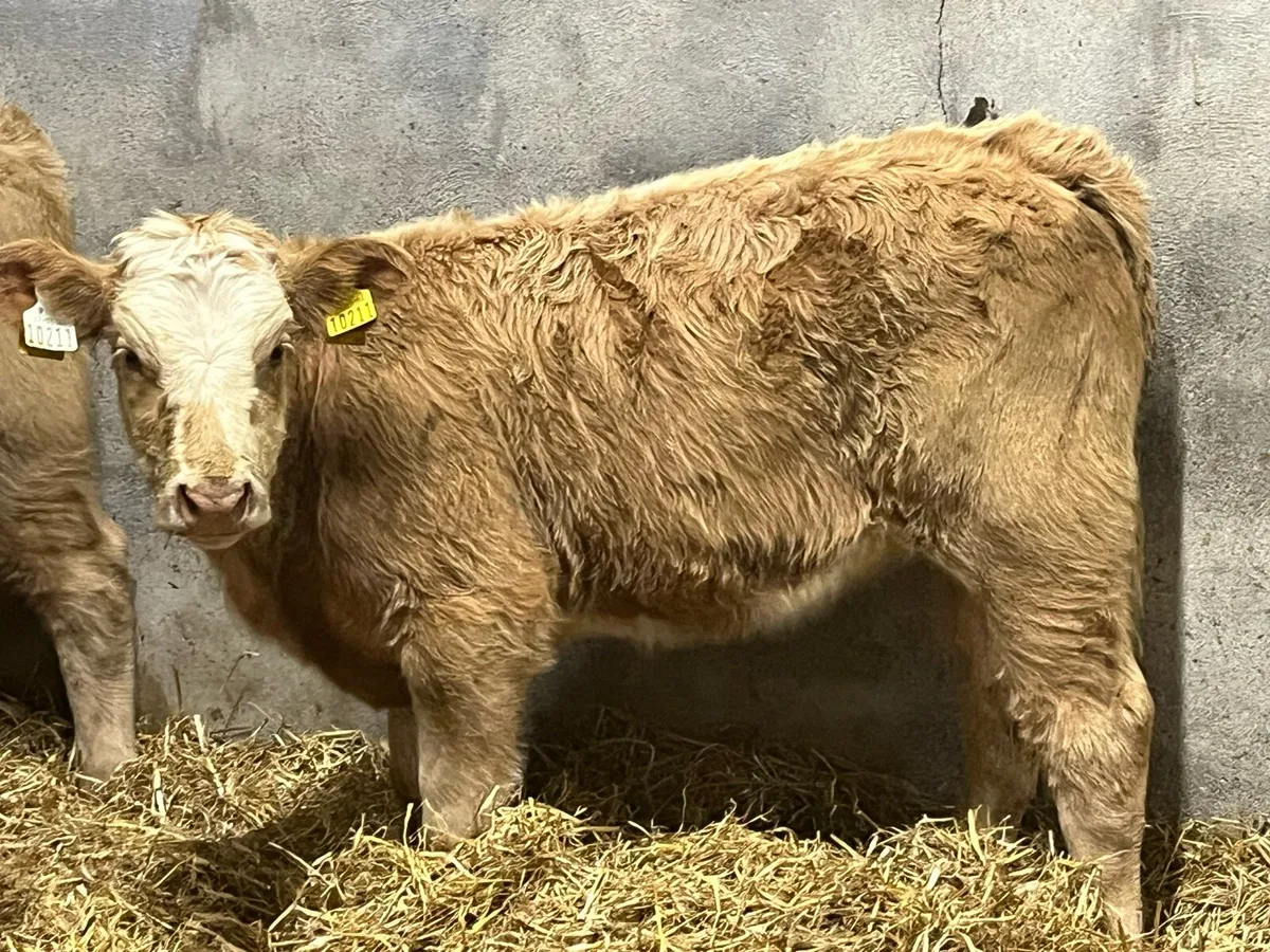 ⭐️ Super Continental Heifer Weanlings ⭐️ - Image 1