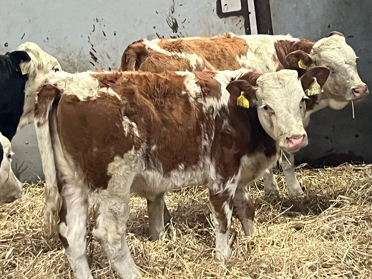 ⭐️ Super Continental Heifer Weanlings ⭐️ - Image 2
