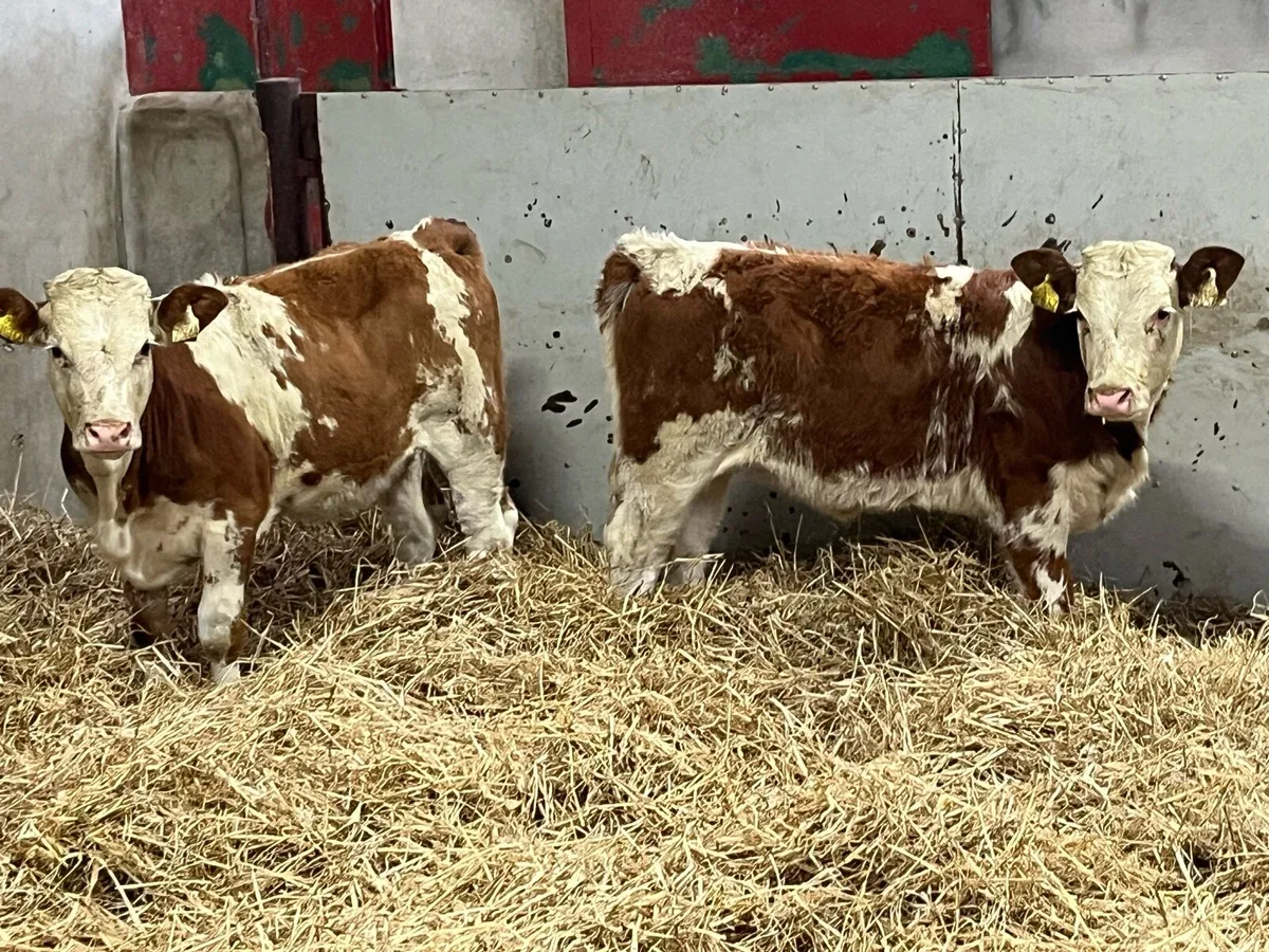 ⭐️ Super Continental Heifer Weanlings ⭐️ - Image 3