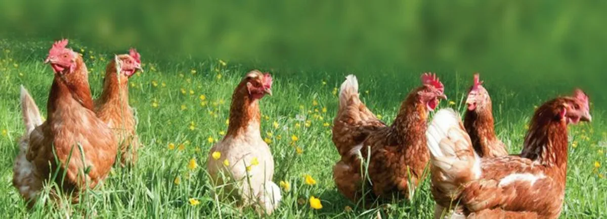 Monivea Poultry Sale - Image 2