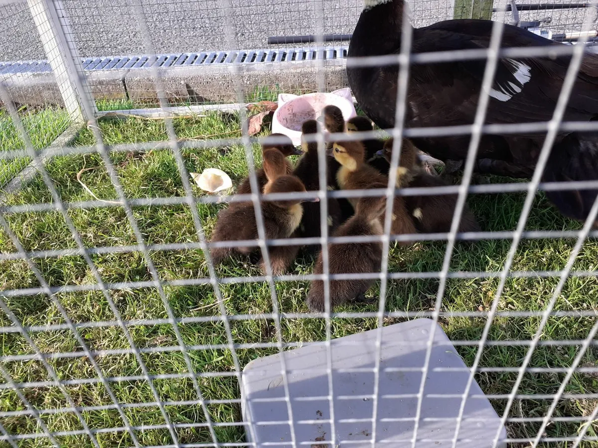 Muscovy Ducklings - Image 1