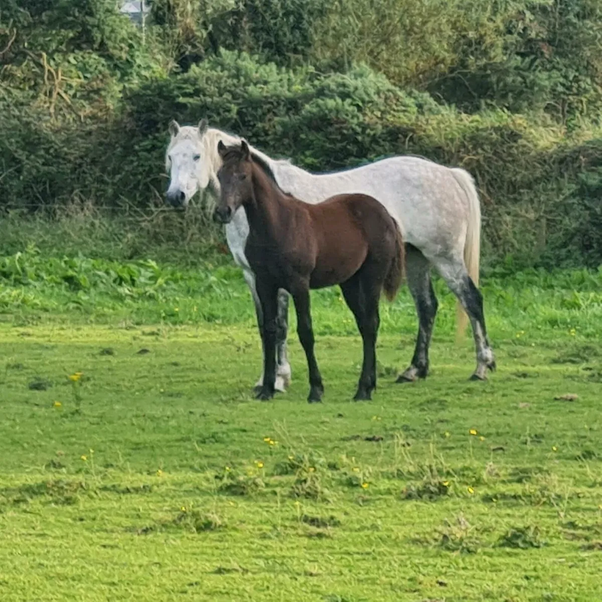 14.2 Cruising Pony Mare and Foal - Image 1
