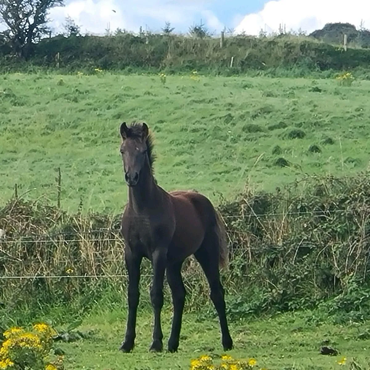 14.2 Cruising Pony Mare and Foal - Image 2