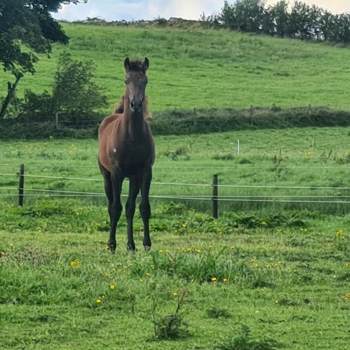 14.2 Cruising Pony Mare and Foal - Image 4