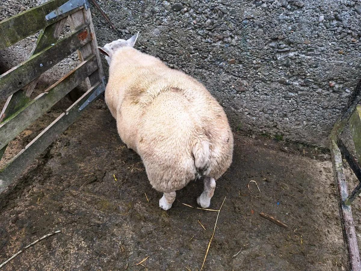 Beltex Ram lamb - Image 1