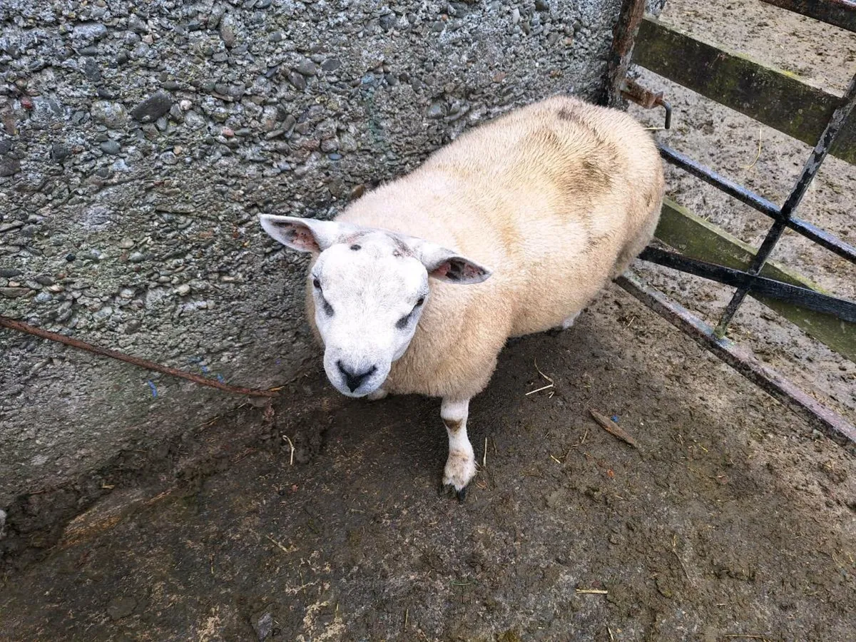 Beltex Ram lamb - Image 2