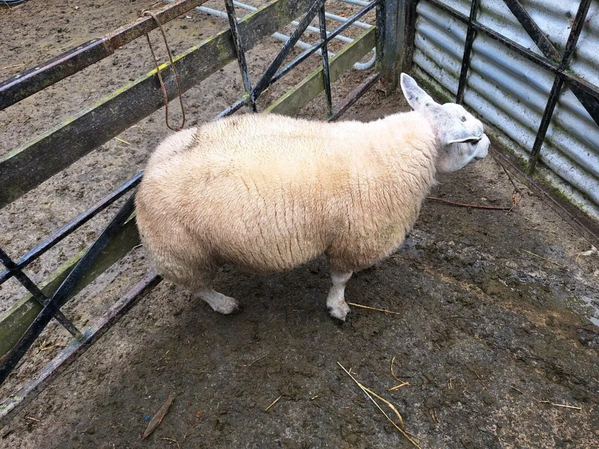 Beltex Ram lamb - Image 3