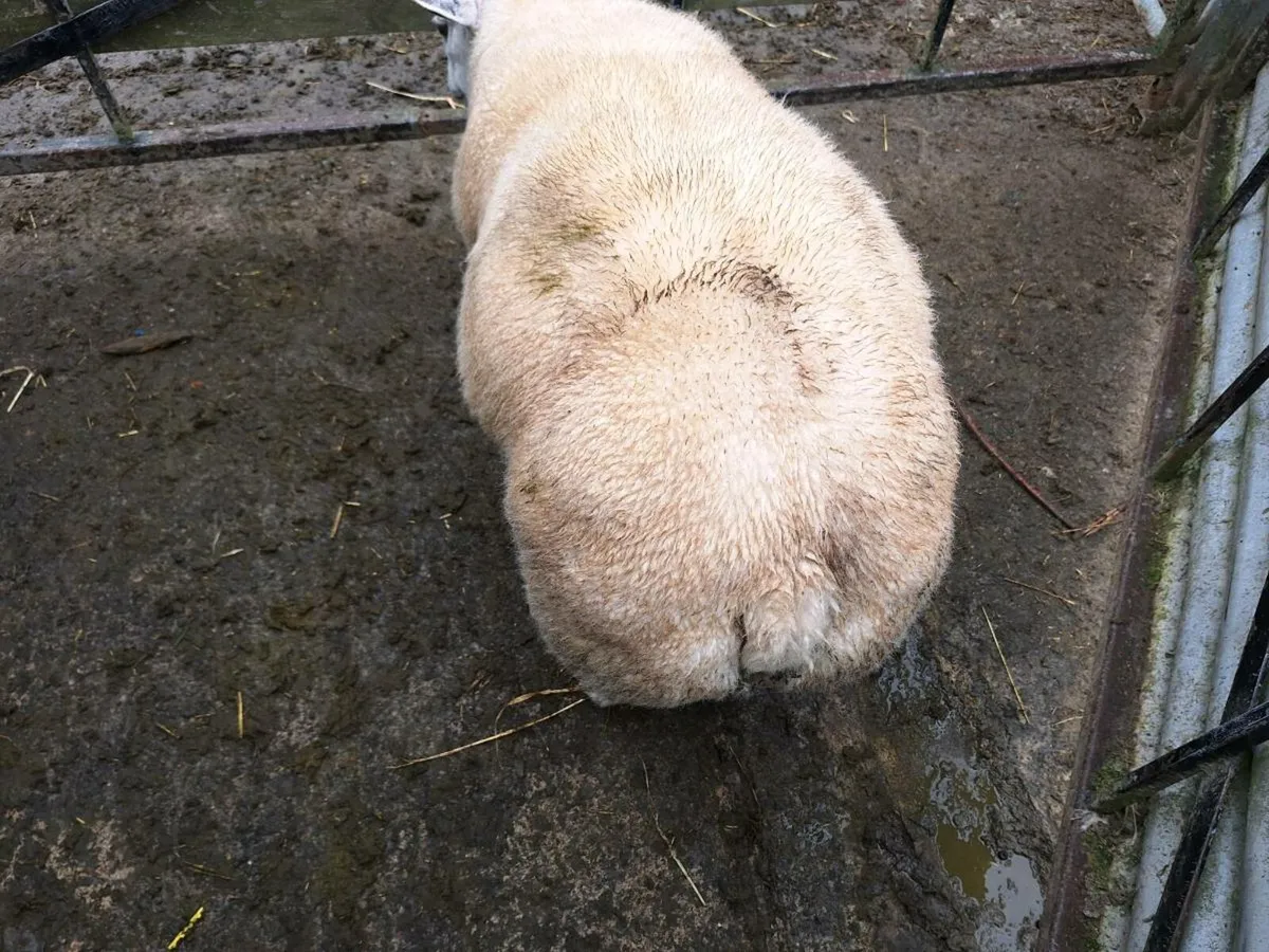 Beltex Ram lamb - Image 4