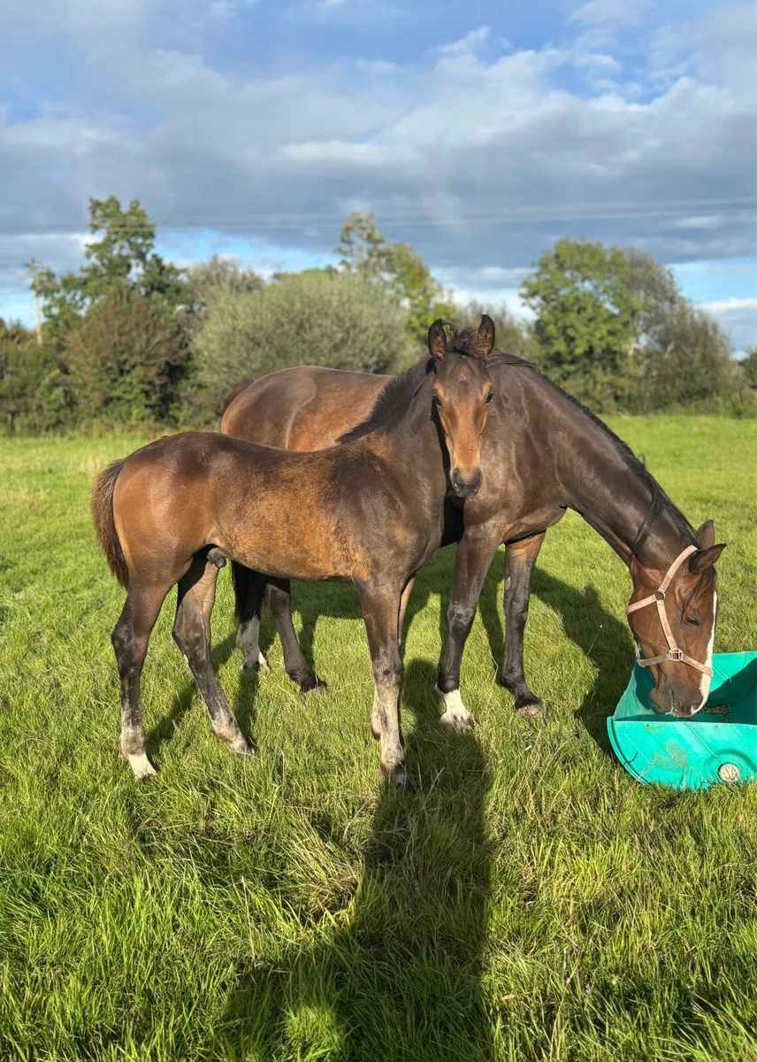 Quality ISH Colt Foals - Image 1