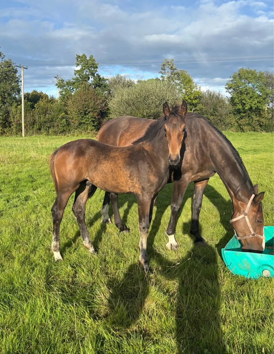 Quality ISH Colt Foals - Image 2