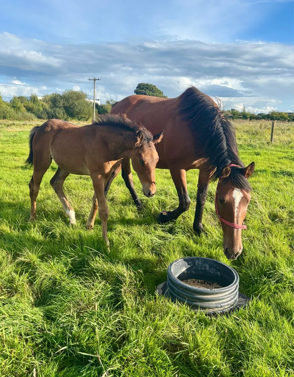 Quality ISH Colt Foals - Image 3