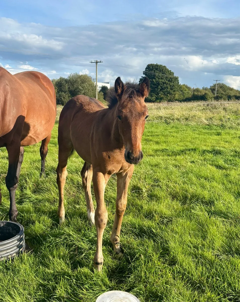 Quality ISH Colt Foals - Image 4