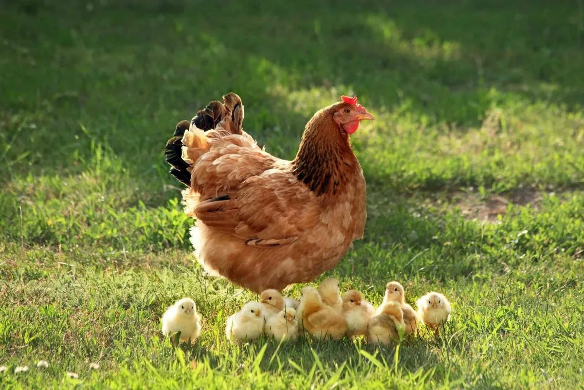 Monivea Poultry Sale - Image 1
