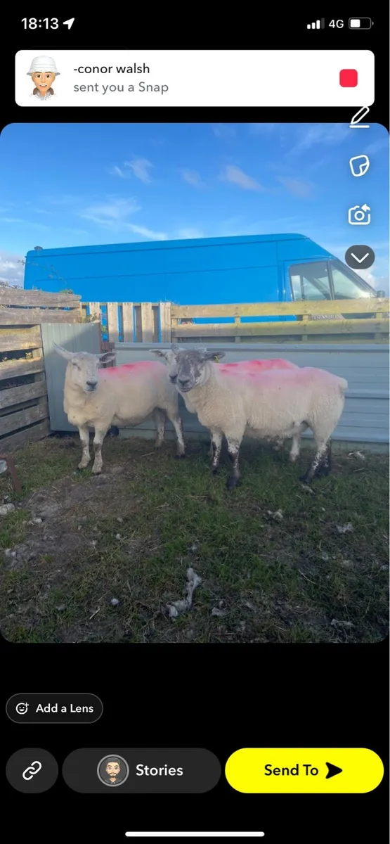 First crop texal cross ewes - Image 1
