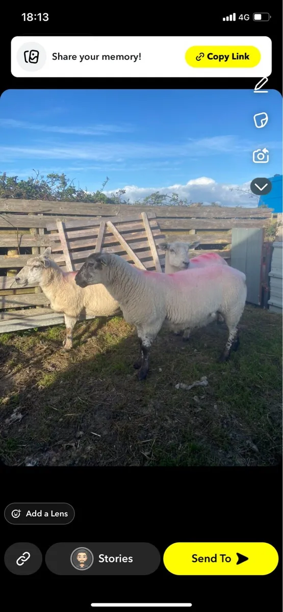 First crop texal cross ewes - Image 2