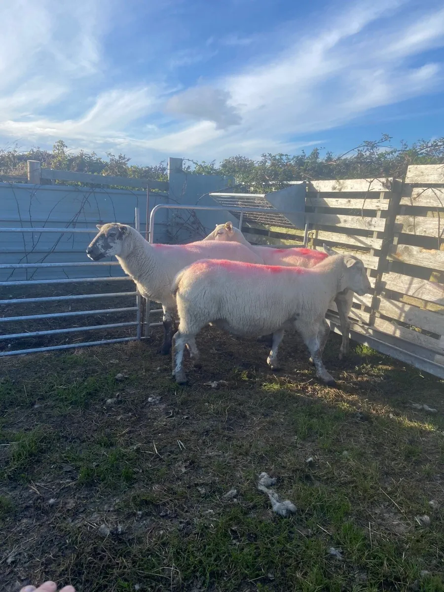 First crop texal cross ewes - Image 3