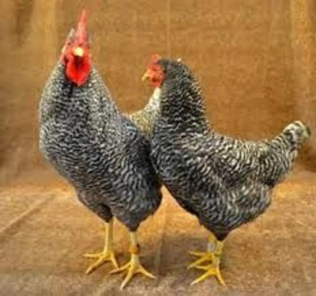 Monivea Poultry Sale - Image 4