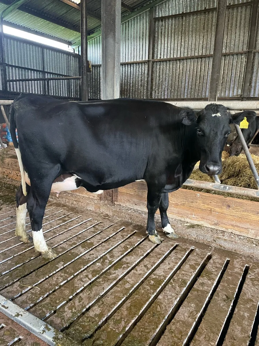 In calf heifer - Image 1