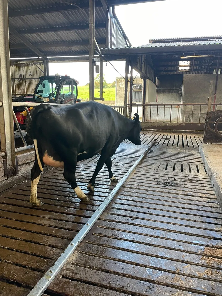 In calf heifer - Image 2