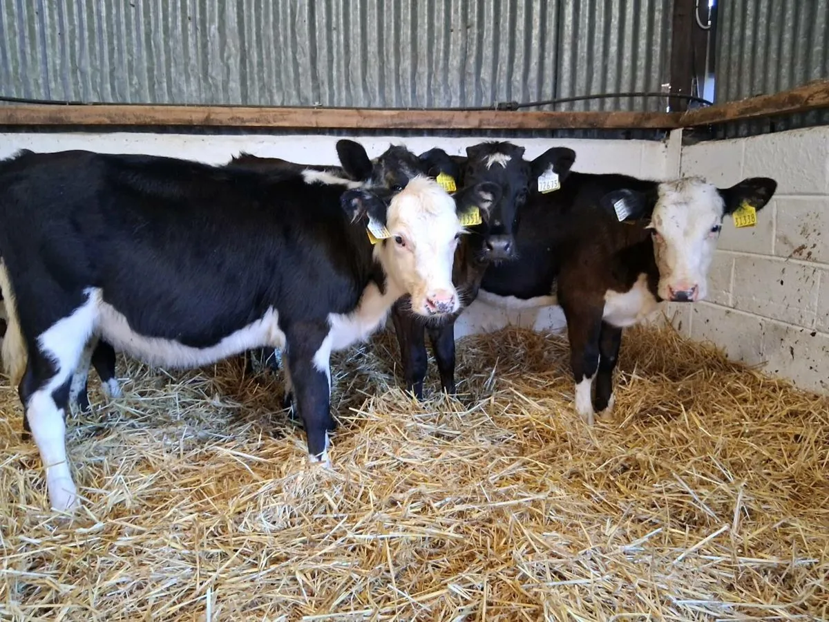 5 Heifer Weanlings - Image 2