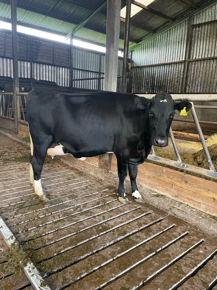 In calf heifer - Image 3