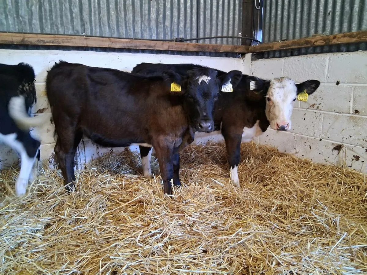 5 Heifer Weanlings - Image 3