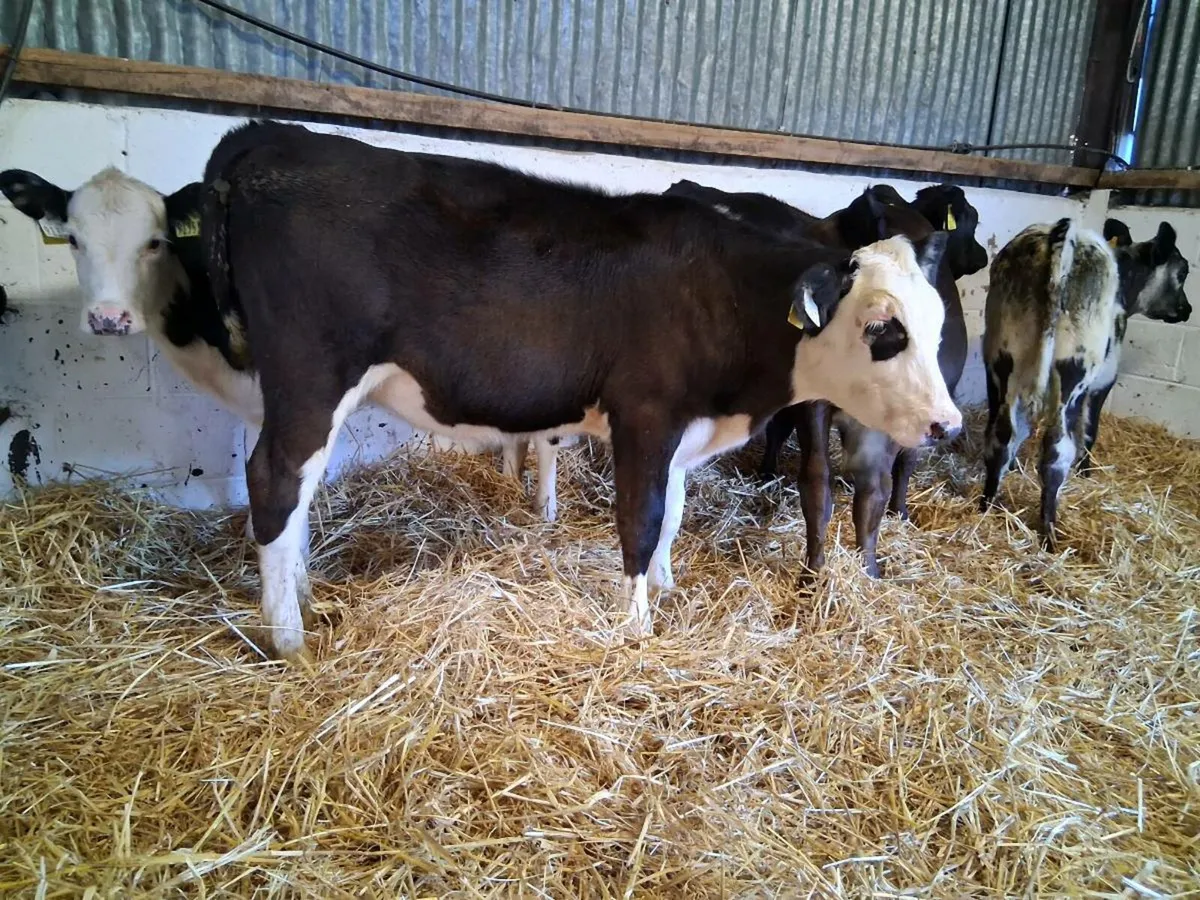 5 Heifer Weanlings - Image 4