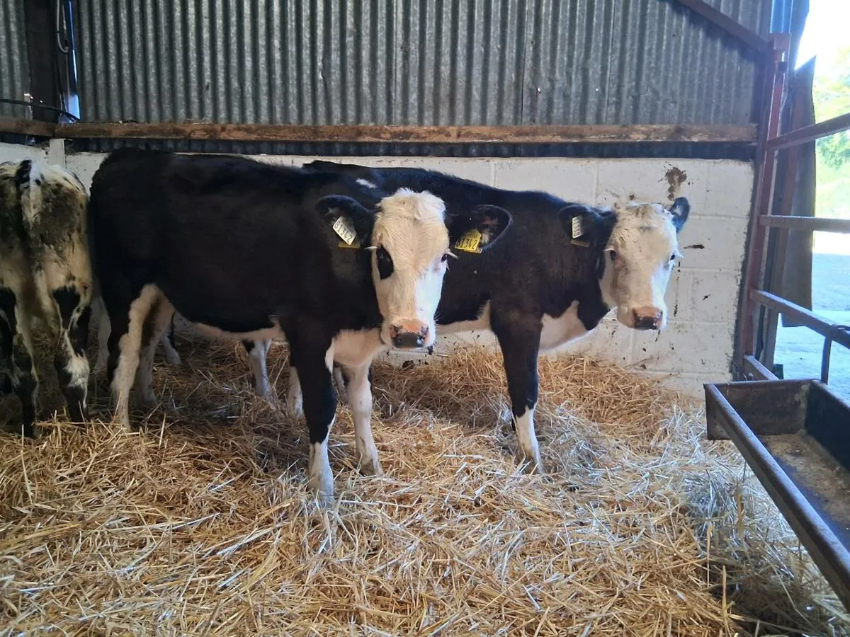 5 Heifer Weanlings - Image 1